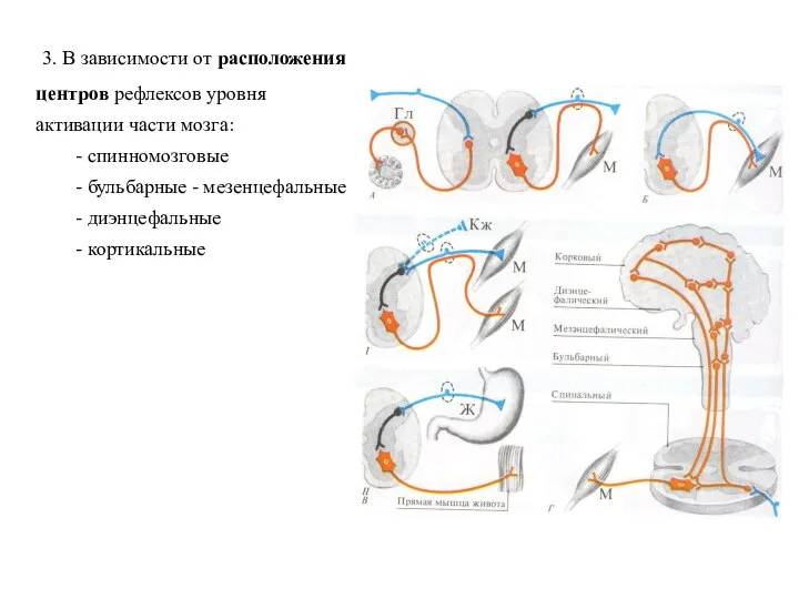3. В зависимости от расположения центров рефлексов уровня активации части мозга: