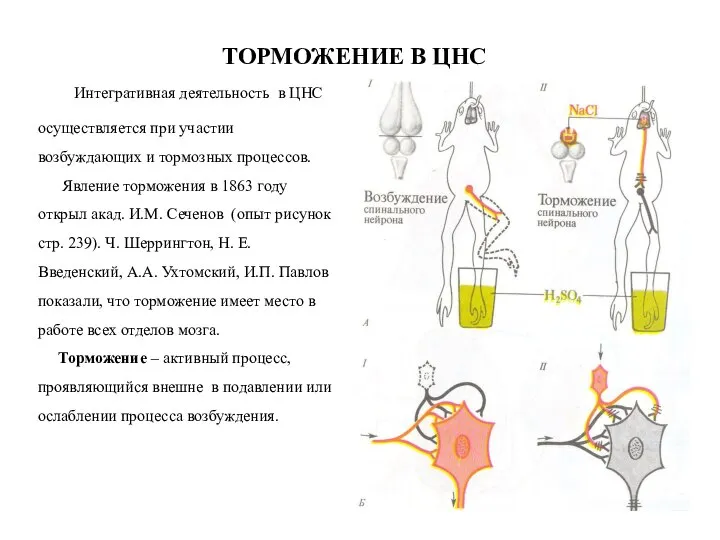 ТОРМОЖЕНИЕ В ЦНС Интегративная деятельность в ЦНС осуществляется при участии возбуждающих