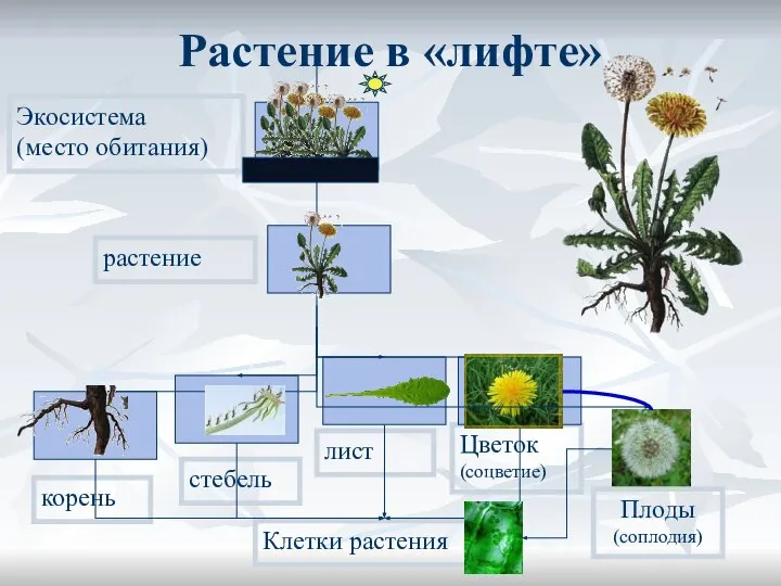 Растение в «лифте» корень стебель лист Цветок (соцветие) растение Экосистема (место обитания) Клетки растения Плоды (соплодия)