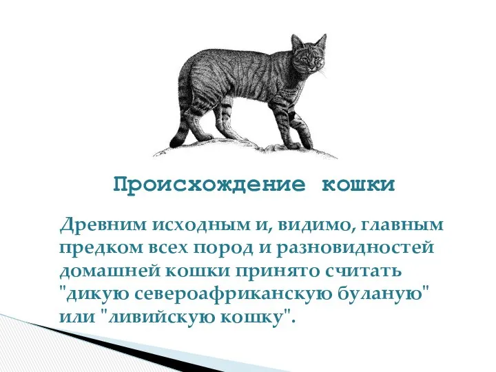 Происхождение кошки Древним исходным и, видимо, главным предком всех пород и