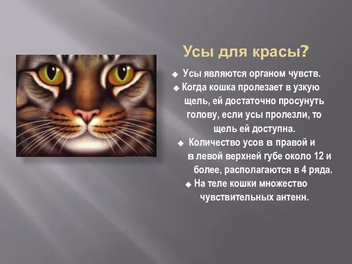 Усы для красы? Усы являются органом чувств. Когда кошка пролезает в