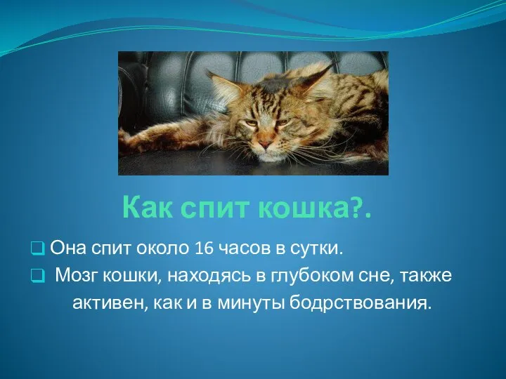 Как спит кошка?. Она спит около 16 часов в сутки. Мозг