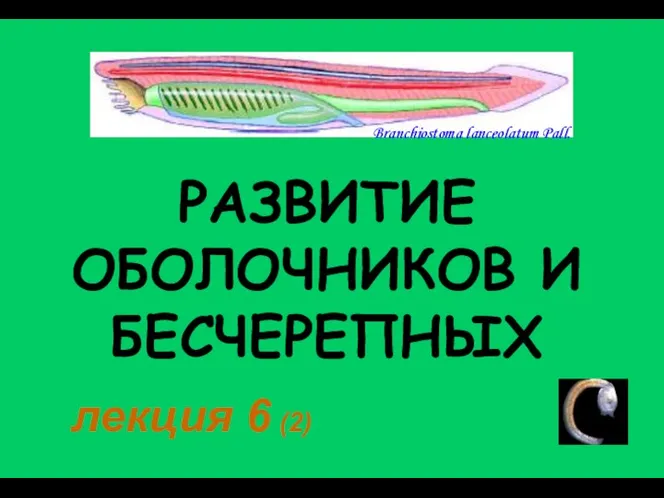 РАЗВИТИЕ ОБОЛОЧНИКОВ И БЕСЧЕРЕПНЫХ лекция 6 (2)