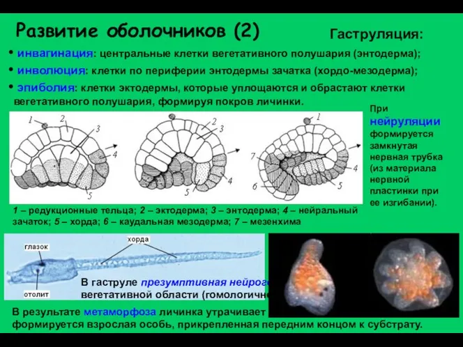 Развитие оболочников (2) инвагинация: центральные клетки вегетативного полушария (энтодерма); инволюция: клетки