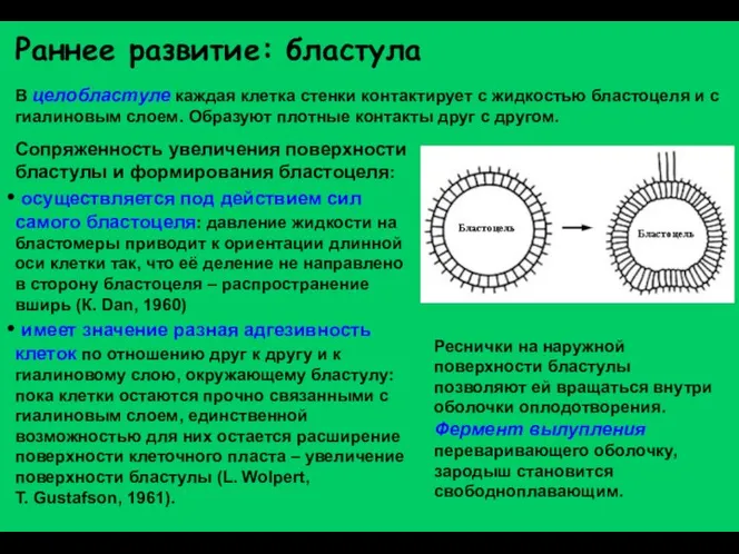 Раннее развитие: бластула Сопряженность увеличения поверхности бластулы и формирования бластоцеля: осуществляется