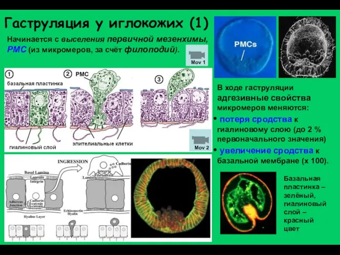 Начинается с выселения первичной мезенхимы, PMC (из микромеров, за счёт филоподий).