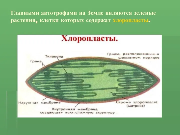 Главными автотрофами на Земле являются зеленые растения, клетки которых содержат хлоропласты.