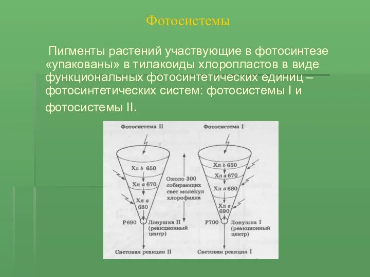 Фотосистемы Пигменты растений участвующие в фотосинтезе «упакованы» в тилакоиды хлоропластов в