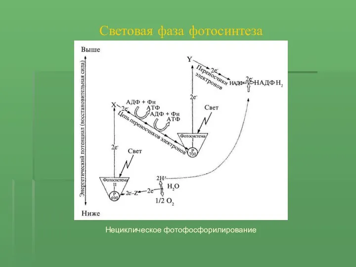 Световая фаза фотосинтеза Нециклическое фотофосфорилирование