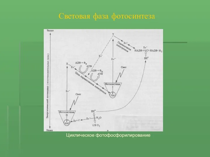 Световая фаза фотосинтеза Циклическое фотофосфорилирование