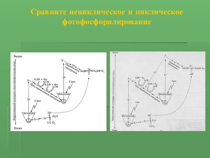 Сравните нециклическое и циклическое фотофосфорилирование