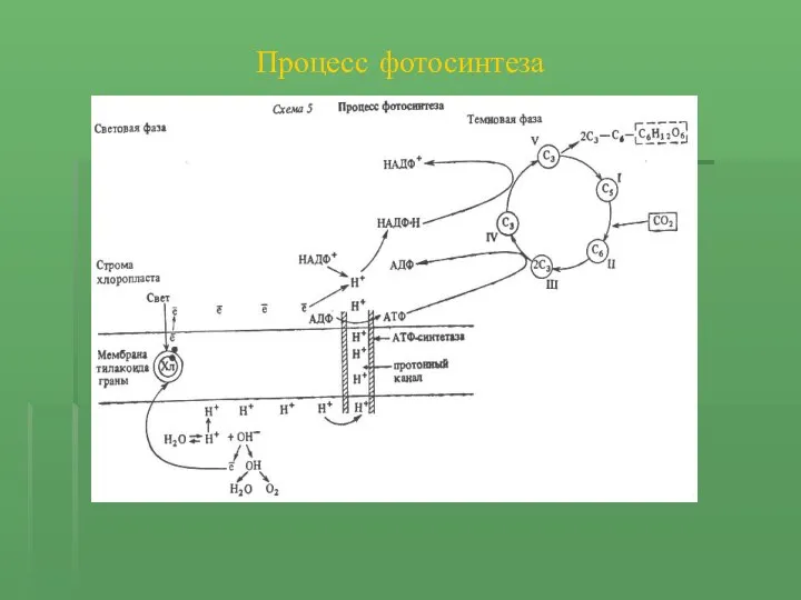 Процесс фотосинтеза