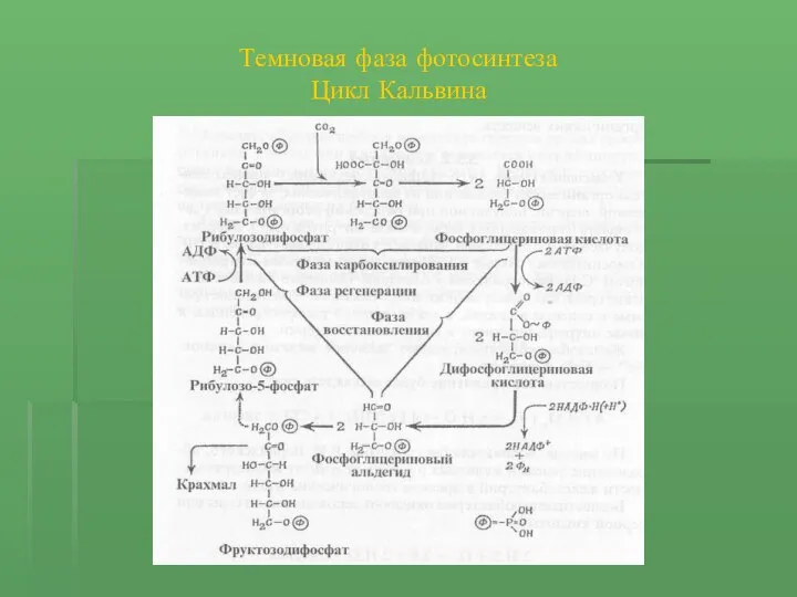 Темновая фаза фотосинтеза Цикл Кальвина