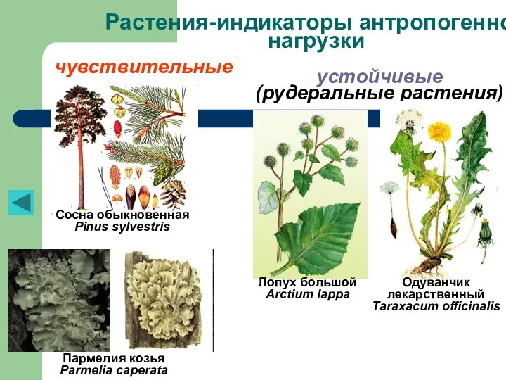 Растения-индикаторы антропогенной нагрузки чувствительные устойчивые (рудеральные растения) Сосна обыкновенная Pinus sylvestris