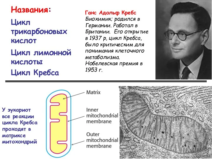 Названия: Цикл трикарбоновых кислот Цикл лимонной кислоты Цикл Кребса У эукариот