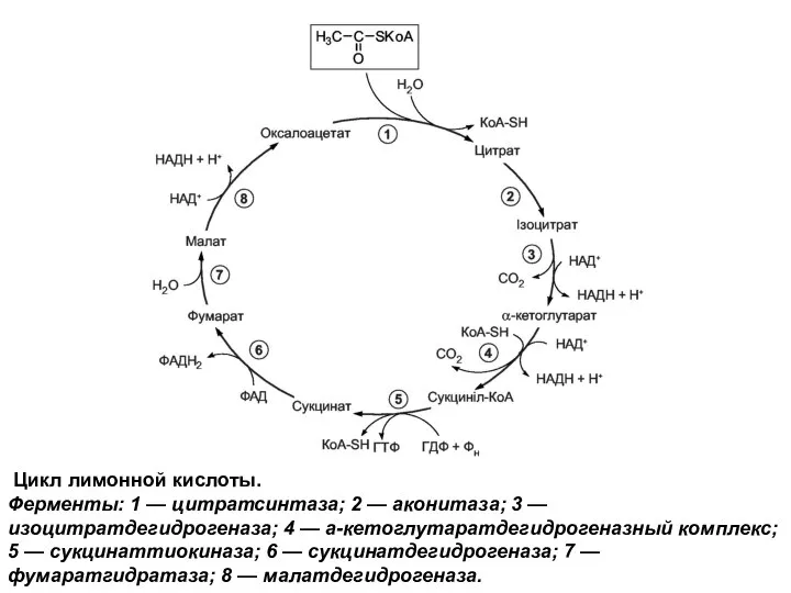 Цикл лимонной кислоты. Ферменты: 1 — цитратсинтаза; 2 — аконитаза; 3