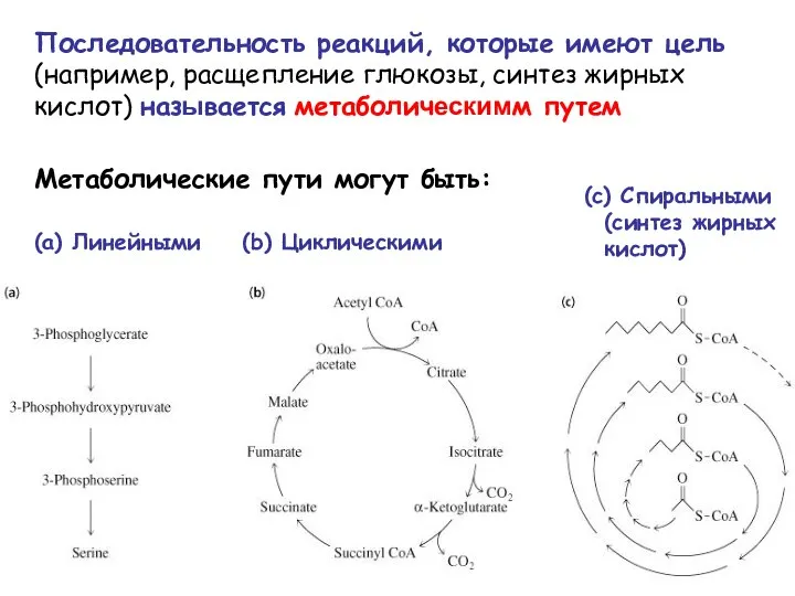 (a) Линейными (b) Циклическими (c) Спиральными (синтез жирных кислот) Последовательность реакций,