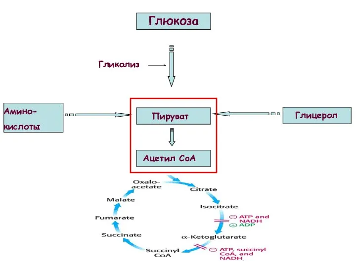 Глюкоза Пируват Гликолиз Глицерол Амино- кислоты Ацетил CoA
