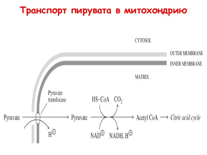 Транспорт пирувата в митохондрию