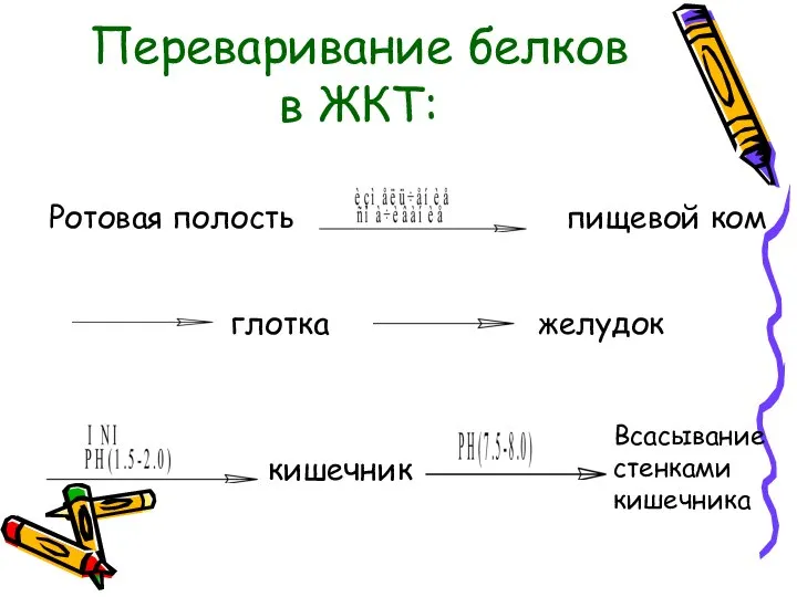 Переваривание белков в ЖКТ: Ротовая полость глотка кишечник Всасывание стенками кишечника желудок пищевой ком