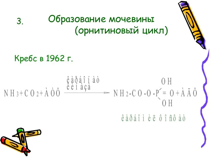 Образование мочевины Кребс в 1962 г. 3. (орнитиновый цикл)