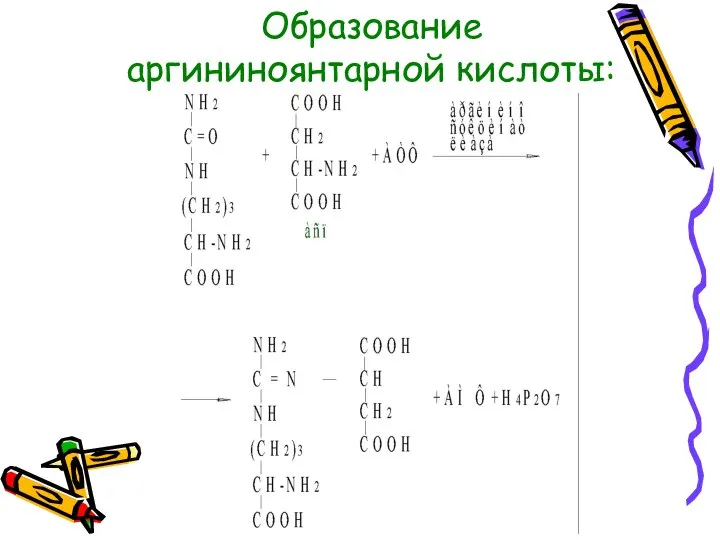 Образование аргининоянтарной кислоты: