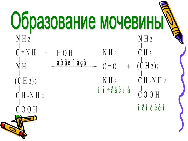 Образование мочевины