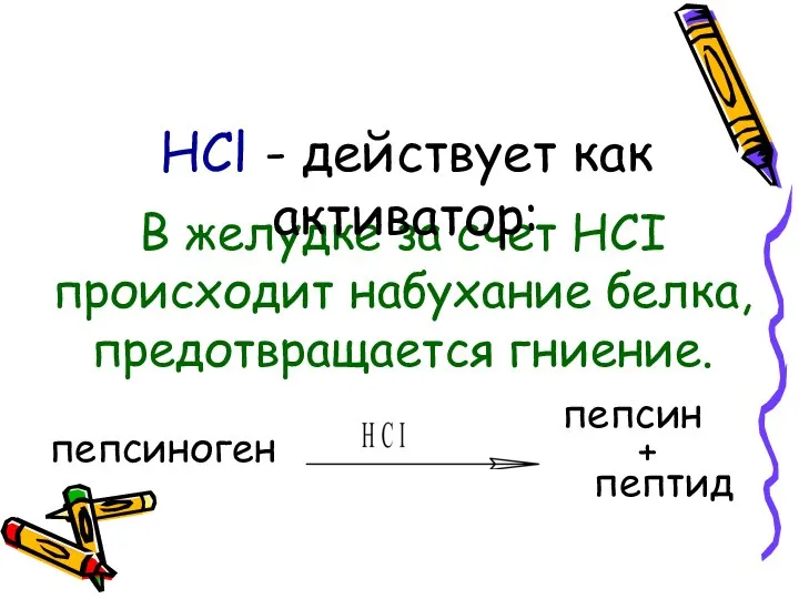 В желудке за счет HСI происходит набухание белка, предотвращается гниение. HCl