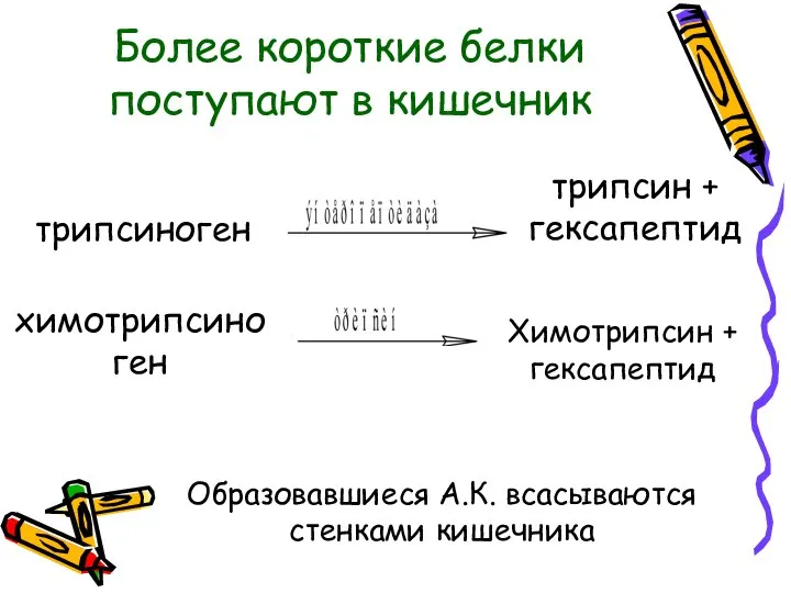 Более короткие белки поступают в кишечник трипсиноген трипсин + гексапептид химотрипсиноген