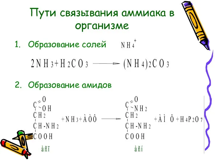 Пути связывания аммиака в организме 2. Образование амидов 1. Образование солей