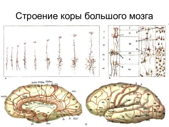 Строение коры большого мозга