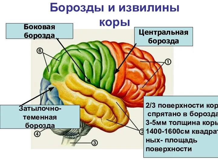 Борозды и извилины коры Центральная борозда Боковая борозда Затылочно-теменная борозда 2/3