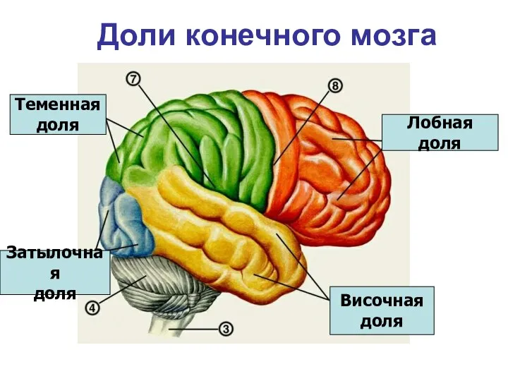 Доли конечного мозга Лобная доля Теменная доля Височная доля Затылочная доля