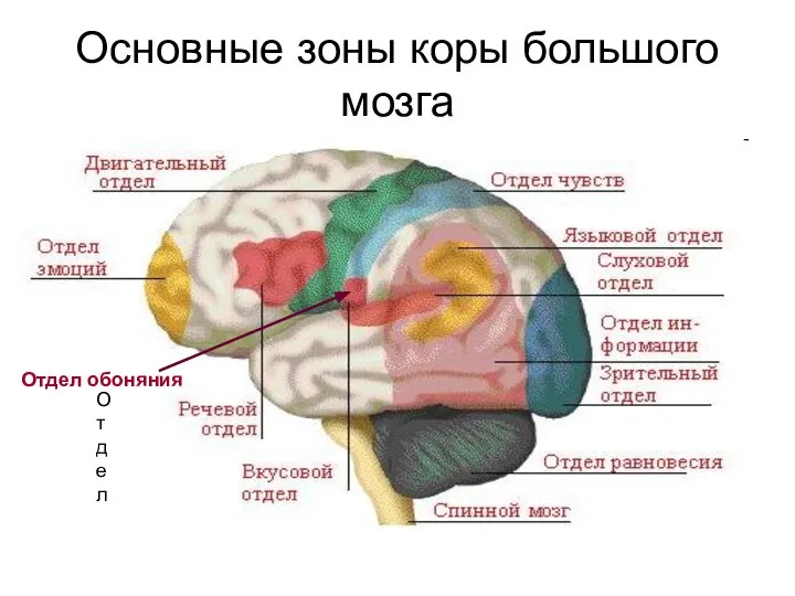 Основные зоны коры большого мозга Отдел Отдел обоняния