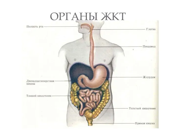 ОРГАНЫ ЖКТ