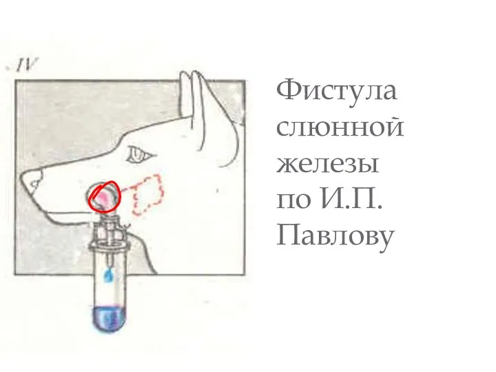 Фистула слюнной железы по И.П. Павлову