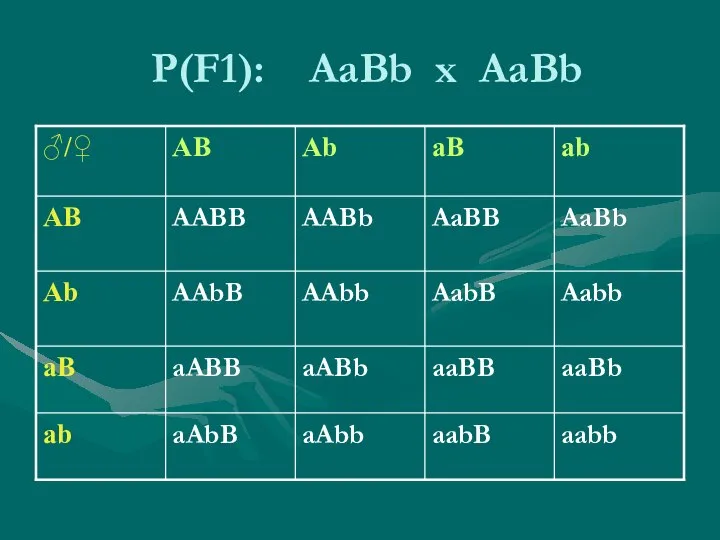 P(F1): AaBb x AaBb