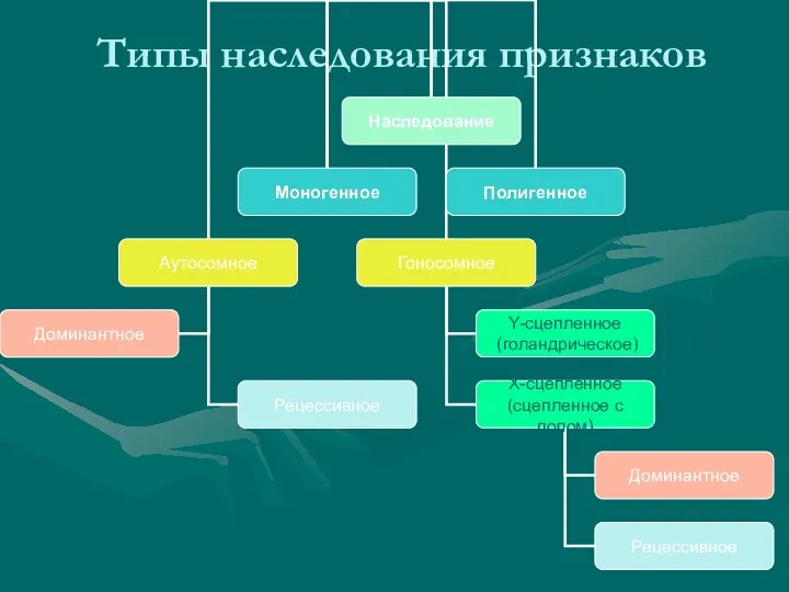 Типы наследования признаков