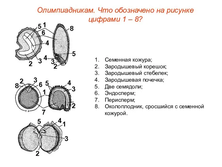 Олимпиадникам. Что обозначено на рисунке цифрами 1 – 8? Семенная кожура;