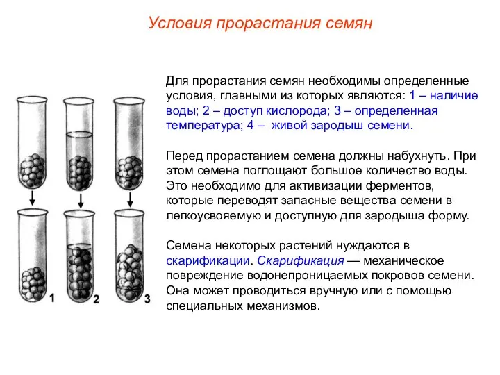 Для прорастания семян необходимы определенные условия, главными из которых являются: 1