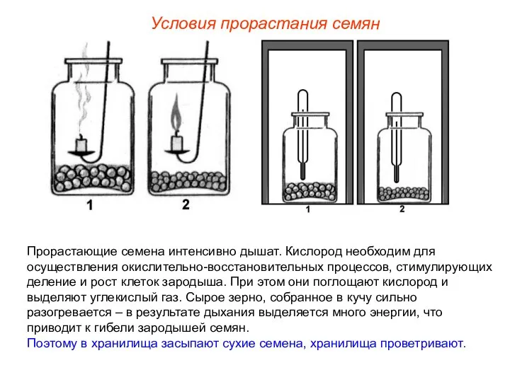 Прорастающие семена интенсивно дышат. Кислород необходим для осуществления окислительно-восстановительных процессов, стимулирующих