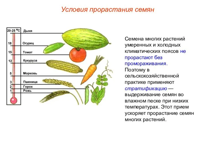 Семена многих растений умеренных и холодных климатических поясов не прорастают без