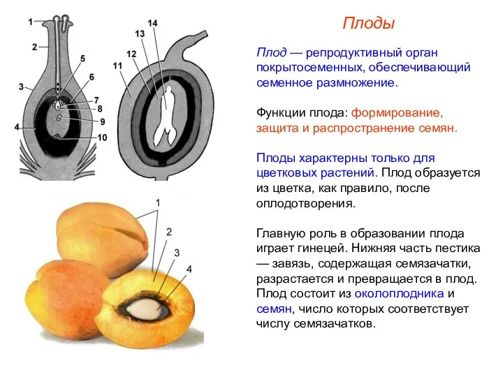 Плод — репродуктивный орган покрытосеменных, обеспечивающий семенное размножение. Функции плода: формирование,