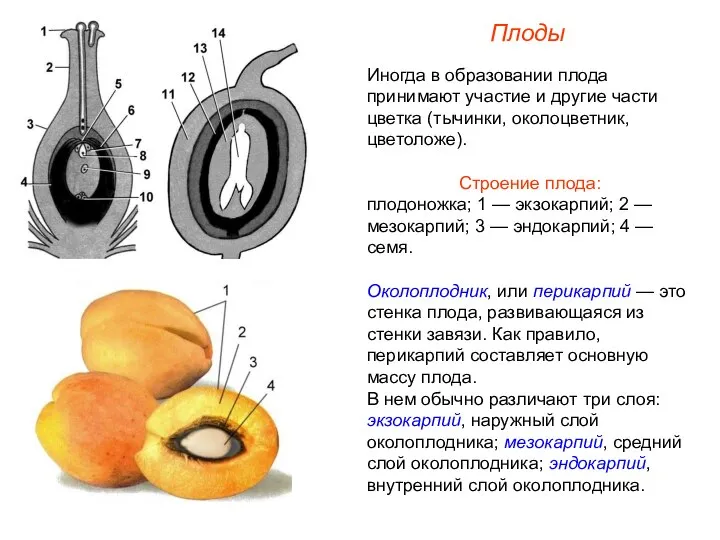 Иногда в образовании плода принимают участие и другие части цветка (тычинки,