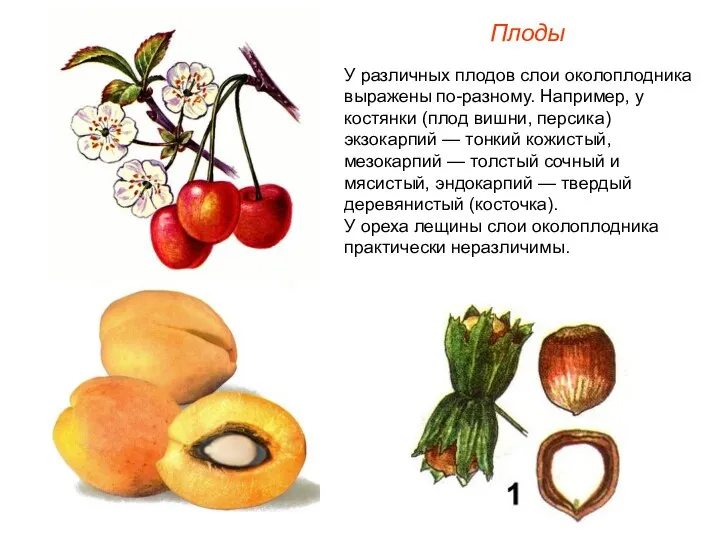 У различных плодов слои околоплодника выражены по-разному. Например, у костянки (плод
