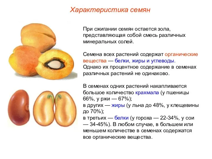 При сжигании семян остается зола, представляющая собой смесь различных минеральных солей.