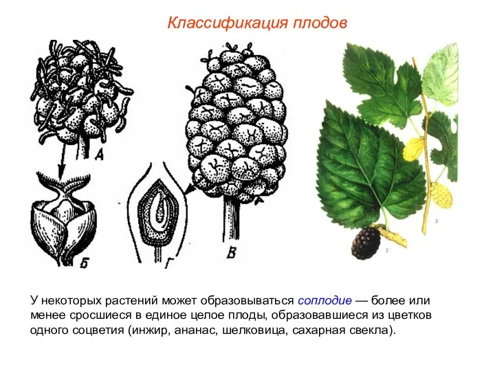 У некоторых растений может образовываться соплодие — более или менее сросшиеся