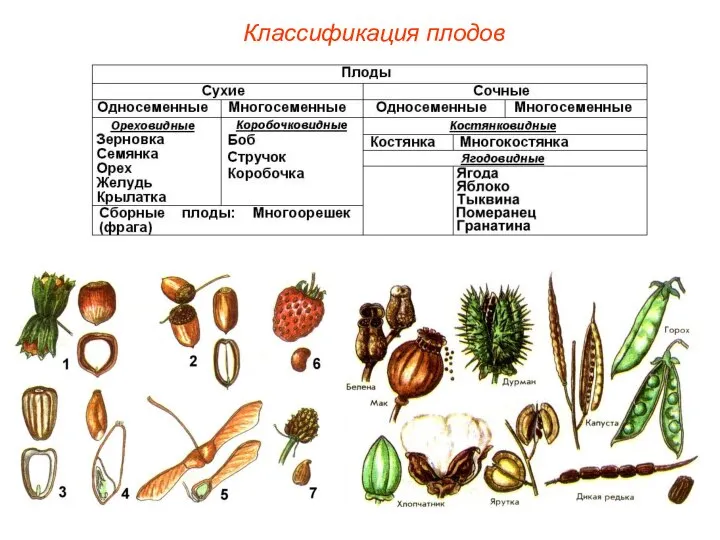 Классификация плодов