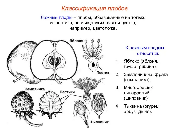 Классификация плодов Ложные плоды – плоды, образованные не только из пестика,