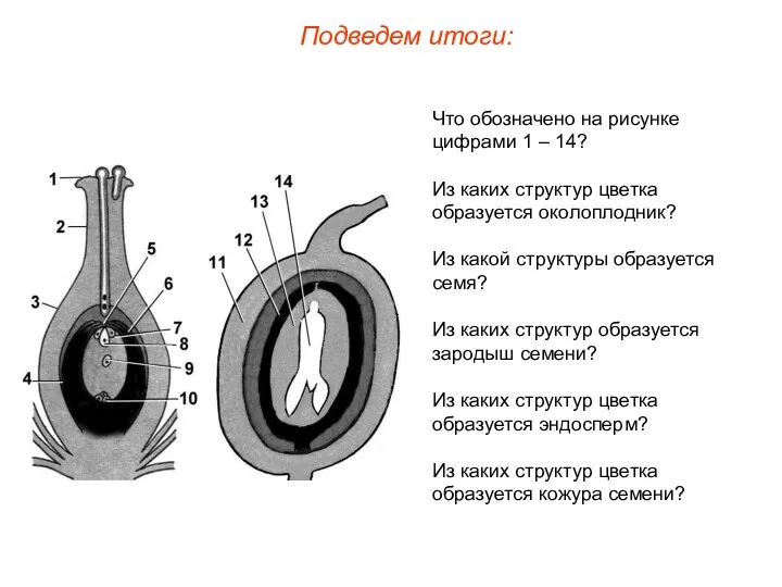 Что обозначено на рисунке цифрами 1 – 14? Из каких структур